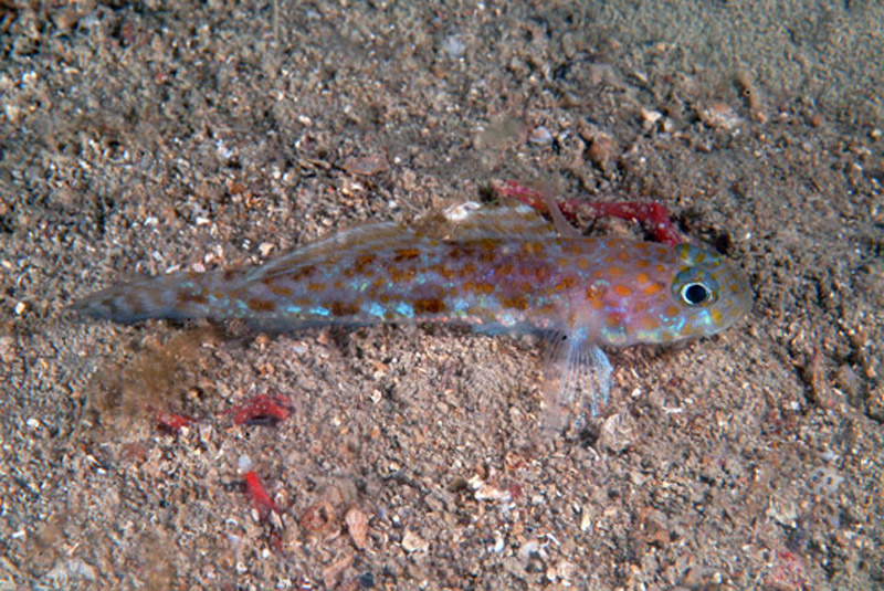 Thorogobius macrolepis